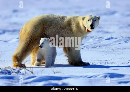 Eisbären (Ursus maritimus), weiblich mit Funkhalsband und jung, 3 Monate, Wapusk-Nationalpark, Churchill, Manitoba (Thalassarctos maritimus) Stockfoto