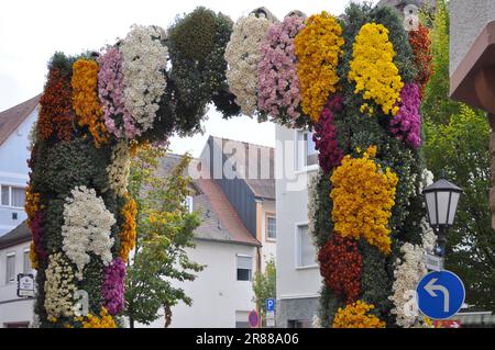 Verschiedene Chrysanthemen an der Wand, Gartenanlage, Chrysanthema in