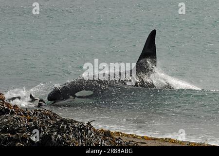 Killerwal (Orcinus orca) jagt Seehunde (Otaria flavescens) Halbinsel Valdez, Killerwal, Orca, Seehunde, Argentinien Stockfoto