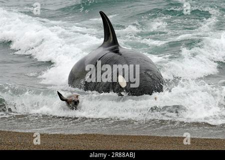 Killerwal (Orcinus orca) jagt Seehunde (Otaria flavescens) Halbinsel Valdez, Killerwal, Orca, Seehunde, Argentinien Stockfoto