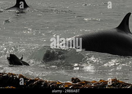 Killerwal (Orcinus orca) jagt Seehunde (Otaria flavescens) Halbinsel Valdez, Killerwal, Orca, Seehunde, Argentinien Stockfoto