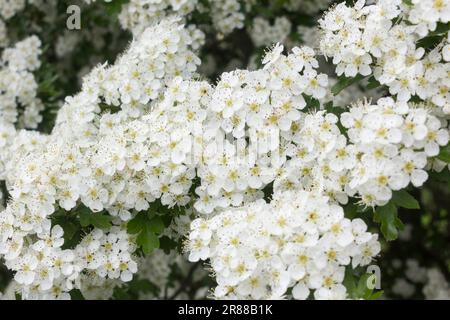 Weißdornbaum (Crataegus monogyna) blüht mit zahlreichen weißen Blüten. Auch bekannt als Maibaum. Stockfoto