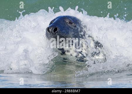 Graue (Halichoerus grypus) Seehunde Surfen im Sprühnebel einer Welle am Strand, Helgoland, Schleswig-Holstein, Deutschland Stockfoto