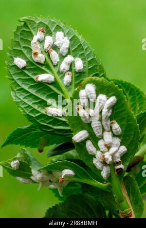 Hortensien Wollschuppen-Insekten auf Hortenhautblättern (Pulvinaria hydrangeae), Hortensien Wollschuppen-Insekten, Schildkröten, Pflanzenschädlinge, Pflanzenschädlinge Stockfoto