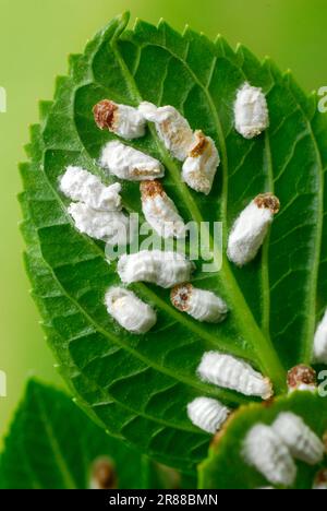 Hortensien Wollschuppen-Insekten auf Hortenhautblättern (Pulvinaria hydrangeae), Hortensien Wollschuppen-Insekten, Schildkröten, Pflanzenschädlinge, Pflanzenschädlinge Stockfoto