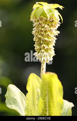 Bicoloured Pineapple Lily (Eucomis bicolor) Stockfoto