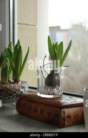 Wunderschöne bulbusförmige Pflanzen auf Fensterbank drinnen. Frühling Stockfoto