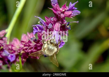 Honigbiene sammelt Pollen auf lila Salvia-Blumen, Nahaufnahme Stockfoto