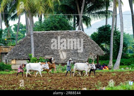 Bauern, die traditionell ein trockenes Feld mit Bullen pflügen, in Tamil Nadu, Südindien, Indien und Asien Stockfoto