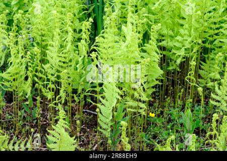 Thelypteris palustris (Thelypteris palustris) (Thelypteris thelypteroides) (Dryopteris thelypteris), Sumpfschildfarn Stockfoto