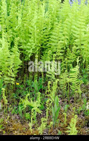 Thelypteris palustris (Thelypteris palustris) (Thelypteris thelypteroides) (Dryopteris thelypteris), Sumpfschildfarn Stockfoto