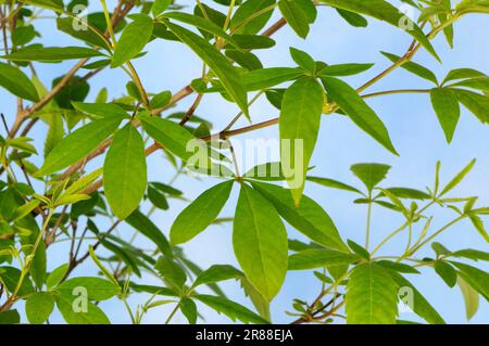 Mönchspfeffer (Vitex negundo heterophylla), Chinesischer Keuschbaum Stockfoto