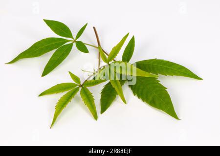 Mönchspfeffer (Vitex negundo heterophylla), Chinesischer Keuschbaum Stockfoto