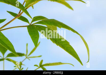 Mönchspfeffer (Vitex negundo heterophylla), Chinesischer Keuschbaum Stockfoto