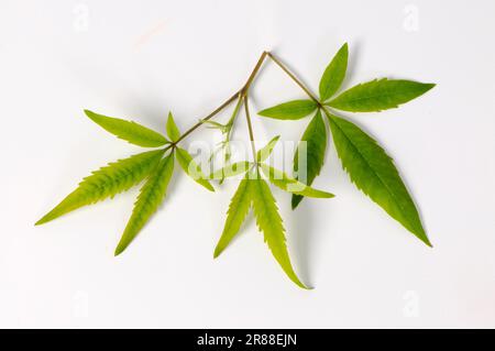 Mönchspfeffer (Vitex negundo heterophylla), Chinesischer Keuschbaum Stockfoto