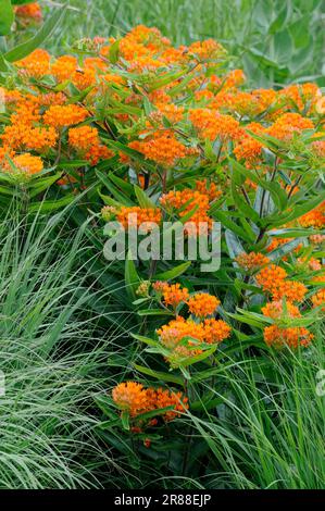 Orangenmilchkraut (Asclepias tuberosa) Stockfoto