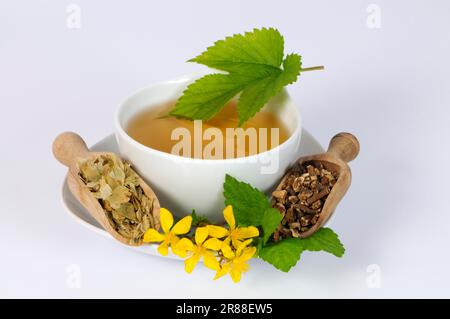 Kräutertee mit St. Johanniskraut, Baldrianwurzel, Hopfen und Zitronenbalsam Stockfoto