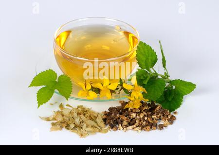 Kräutertee mit St. Johanniskraut, Baldrianwurzel, Hopfen und Zitronenbalsam Stockfoto