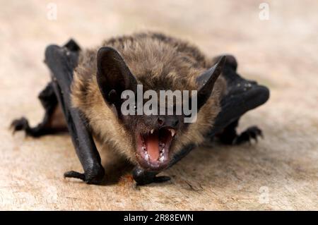 Serotine Fledermaus (Eptesicus serotinus), Breitflügelfledermaus, Breitflügelfledermaus Stockfoto