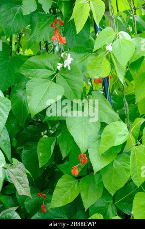 Läuferbohne (Phaseolus coccineus), Scharlachbohne Stockfoto