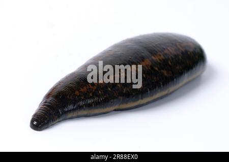 Medizinischer Blutegel (Hirudo medicinalis), Ringelid, Ringelwurm Stockfoto