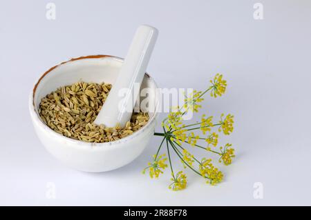 Fenchel (Foeniculum vulgare), Mörtelsamen, Fenchelsamen, Mörtel Stockfoto