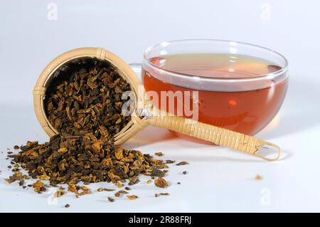 Gedünstet (Radix (Gastropod) ) Rhubarb-Wurzel, Rhubarb-Wurzeltee und Rhizoma (Rehum palmatum) (Rheum tanguticum) (Rheum officinale), gedünstete Rhubarb-Wurzel Stockfoto