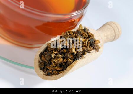 Gedünstet (Radix (Gastropod) ) Rhubarb-Wurzel, Rhubarb-Wurzeltee und Rhizoma (Rehum palmatum) (Rheum tanguticum) (Rheum officinale), gedünstete Rhubarb-Wurzel Stockfoto