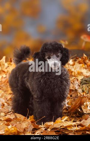 Miniaturpudel, Welpe, 13 Wochen, Silber, Herbstblätter Stockfoto