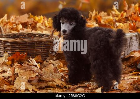 Miniaturpudel, Welpe, 13 Wochen, Silber, Herbstblätter Stockfoto