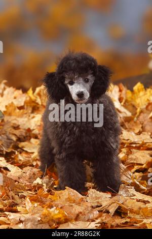 Miniaturpudel, Welpe, 13 Wochen, Silber, Herbstblätter Stockfoto