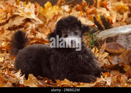 Miniaturpudel, Welpe, 13 Wochen, Silber, Herbstblätter Stockfoto