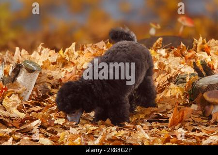 Miniaturpudel, Welpe, 13 Wochen, Silber, Herbstblätter Stockfoto