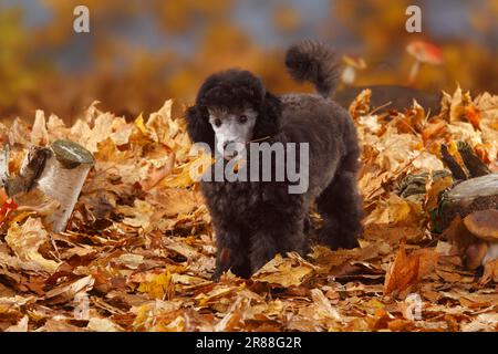 Miniaturpudel, Welpe, 13 Wochen, Silber, Herbstblätter Stockfoto