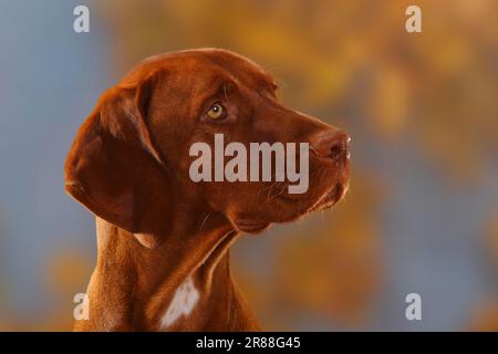 Magyar Vizsla, Ungarischer Pointing Dog Stockfoto