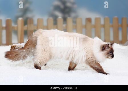 Neva Masquarade, Sibirische Waldkatze, Neva Masquerade, seitwärts Stockfoto