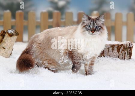 Neva Masquarade, Männlich, Sibirische Waldkatze, Neva Masquerade, Seitlich Stockfoto