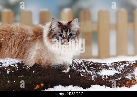 Neva Masquarade, Seehund-Tabby-Point-White, Sibirische Waldkatze, Neva Masquerade Stockfoto