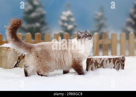 Neva Masquarade, Männlich, Sibirische Waldkatze, Neva Masquerade, Seitlich Stockfoto