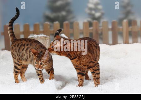 Bengalische Katzen, paarweise Stockfoto