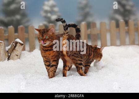 Bengalische Katzen, paarweise Stockfoto
