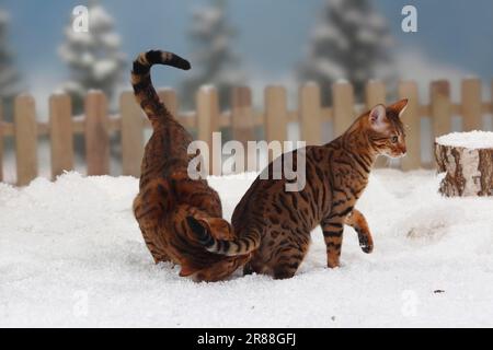 Bengalische Katzen, paarweise Stockfoto