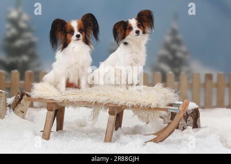 Papillons, Schmetterlingswelpen, Kontinentalzwergspaniel, Schlitten Stockfoto