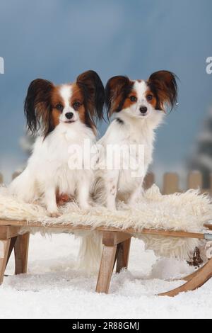 Papillons, Schmetterlingswelpen, Kontinentalzwergspaniel, Schlitten Stockfoto