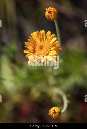 Gelbe Kamille Stockfoto