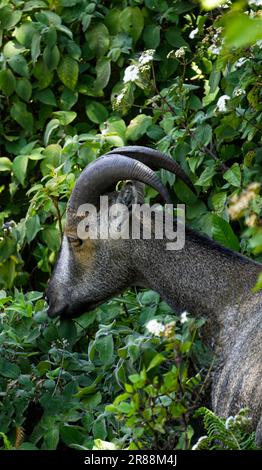 Ein wunderschöner nilgiri tahr, der sein Essen isst. Nilgiri tahr ist eine vom Aussterben bedrohte Ziegenart und kann im eravikulam-Nationalpark in kerala, indien, gesehen werden Stockfoto