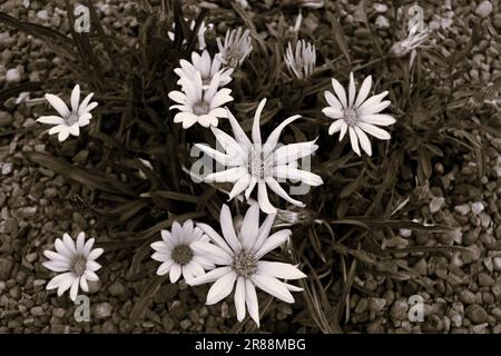 BBC Gardens, Birmingham, Großbritannien 2023 Stockfoto