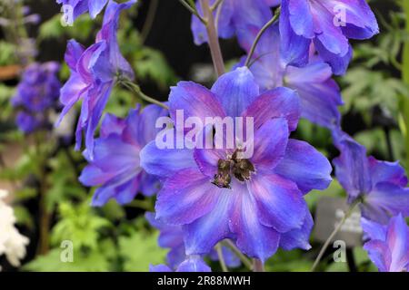 BBC Gardens, Birmingham, Großbritannien 2023 Stockfoto