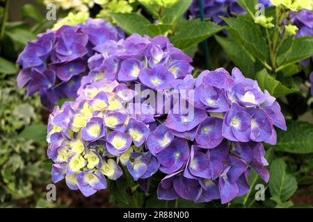 BBC Gardens, Birmingham, Großbritannien 2023 Stockfoto