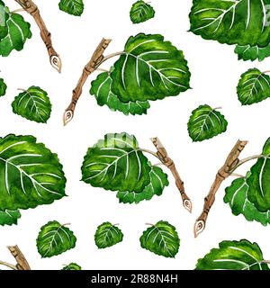 Aquarelle Aspen Botanisches Muster auf weißem Hintergrund. Stockfoto